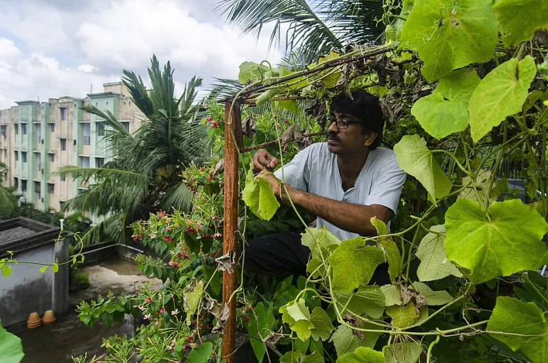 Sky-High Living: How Rooftop Gardens Are Redefining the Urban Home Experience